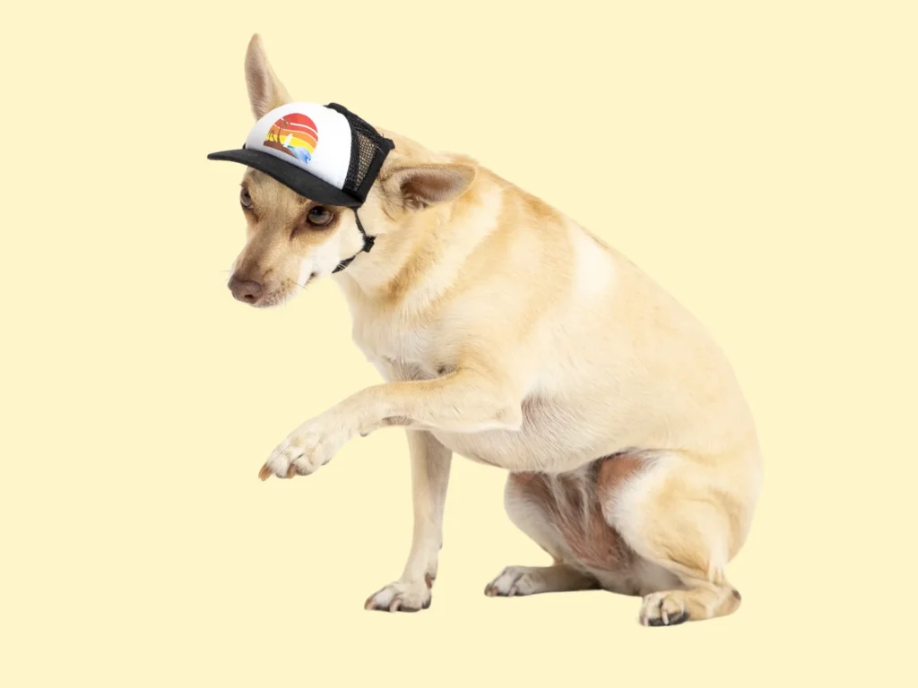 Light brown dog wearing a black and white baseball cap with colorful logo