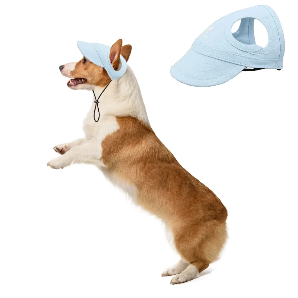 Corgi dog jumping wearing a light blue baseball cap with chin strap