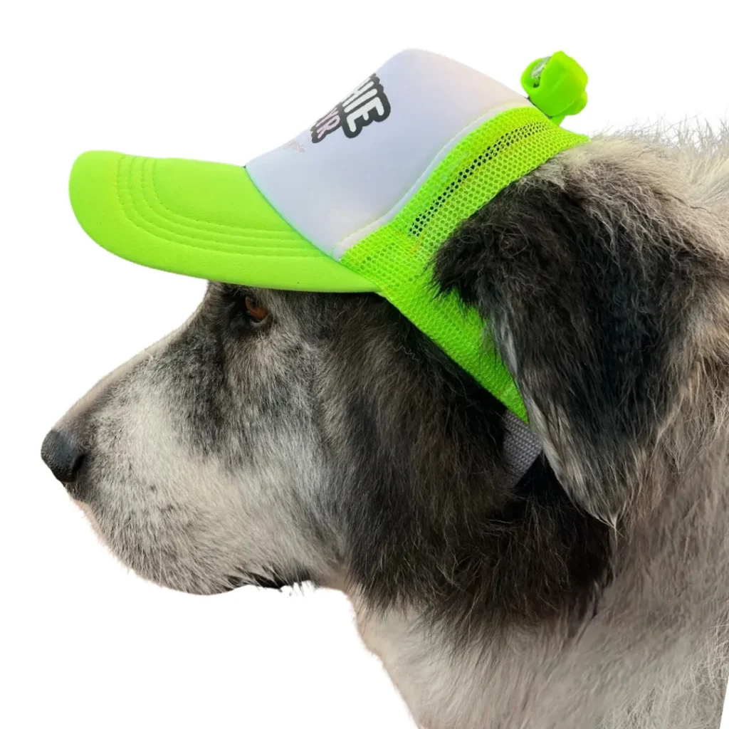 Large gray and white dog wearing a neon green and white mesh baseball cap with a strap and a small green clip on top
